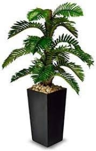 صورة لقسم اشجار