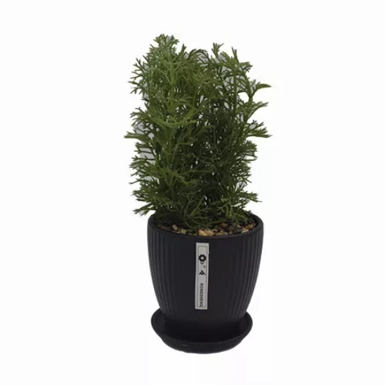 صورة زهور HUD24008